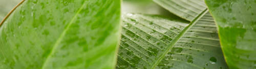 Product Image Pending for Starborough Product Image Pending for Starborough