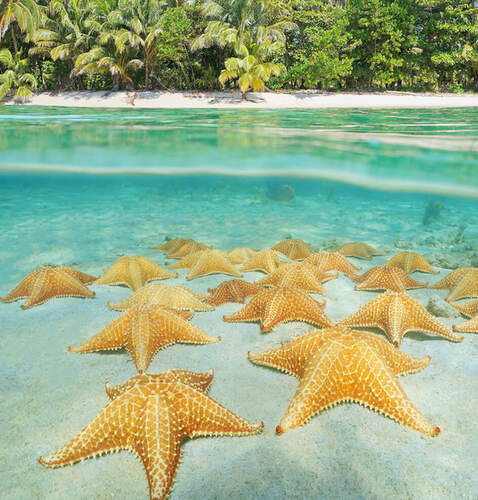 Our Story Picture - Starfish on Sand