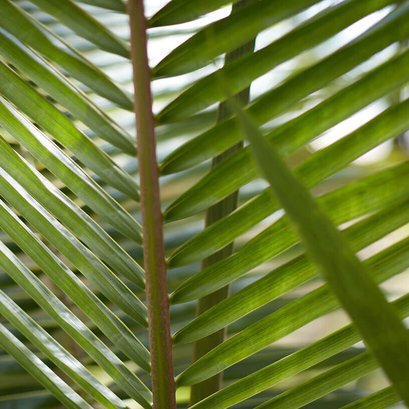 Palm leaf